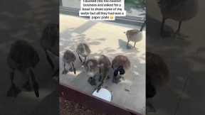 Saving Geese During Heat Wave