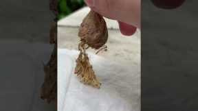 Baby Praying Mantises Hatch From Egg