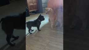 Cute Puppy Invades Cat's Space