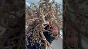 Sailors Find Strange Sea Creature