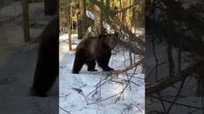 Bear Helps Men Workout In Forest