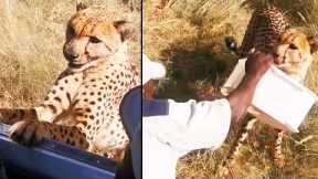 Close Call With Leopard Whilst On African Safari