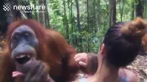 Clingy Orangutan Won't Let Go Of Woman  || Newsflare