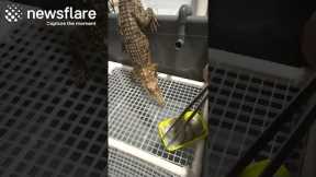 Feeding Time For Cute Baby Crocodile || Newsflare