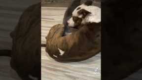 Dog And Cat Best Friends Play Fighting