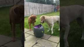 Labradors Have Fun With Ball Launcher