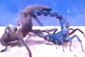 Tarantula vs Scorpion, a Centipede