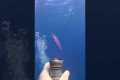 Diver Finds Strange New Jellyfish