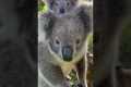 Adorable Mother And Baby Koala Footage