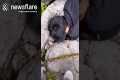 Couple Rescue Wild Lamb Trapped