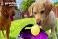 Labradors Have Crazy Fun With Ball