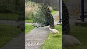 Funny Peahen Gets Unwanted Peacock Attention