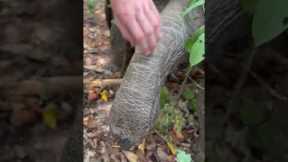 Giant Tortoise Loves Getting Head Scratches