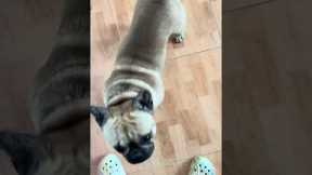 French Bulldog Uniquely Asks For Attention