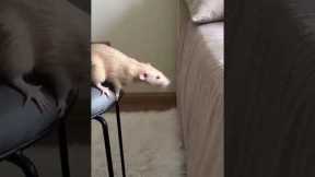 Hilarious Rat Bed Jump Fail