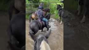 Rider Panics As Horse Decides To Take A Bath