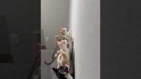 Army Of Kittens Hunt Moth