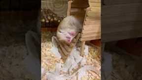 Cute Hamster Falls During Nap