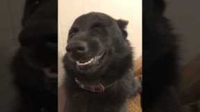 Owner Films Her Hilarious Smiling Dog