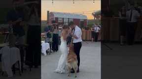 Clingy Golden Retriever Interrupts Wedding Dance