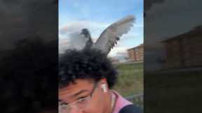 Friendly Pigeon Lands On His Hair