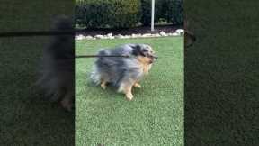 Wind Nearly Blows Pomeranian Away