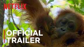 Secret Lives of Orangutans | Official Trailer | Netflix