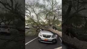 Storm Dropped A Tree On Her Car