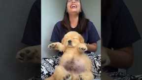 Showing Off Her Chubby Golden Retriever Puppy