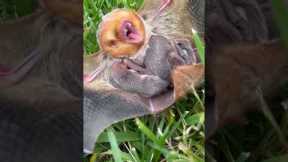 Baby Bat Clings To Mother