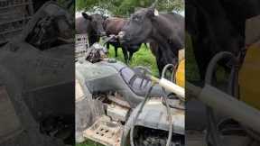 Cow Finds a Way To Scratch Nose