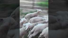 Best Sheepdog Ever Funny Moment