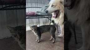 Cat And Dog Have A Cute Reunion