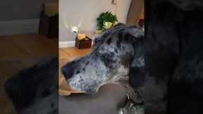 Great Dane Finds His New Arch Enemy