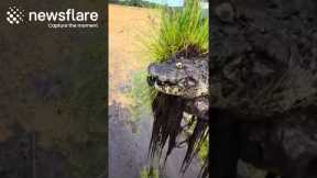 Excavator Finds Live Crocodile In Riverbed || Newsflare