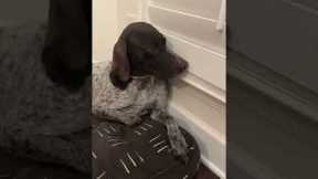 Upset Dog Won't Look At Owner