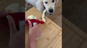 Golden Retriever Garbage Disposal System