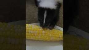 Skunk Eats Corn ASMR