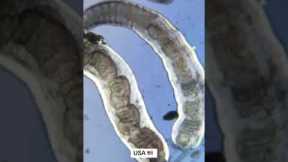 US vs UK Tap Water Under A Microscope