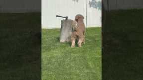 Dog Can't Seem To Find Squirrel