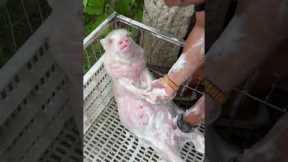 Pampered Pet Pig Getting A Soapy Wash