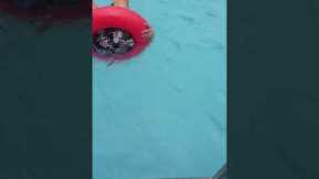 Mother Has Hilarious Pool Inflatable Fail