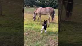 Cute Dog Meets Horse And A Fail