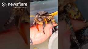 Feeding My SQUEAKY Moth || Newsflare