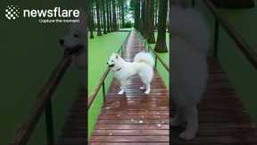 Confused Samoyed Dog Jumps Into Pond