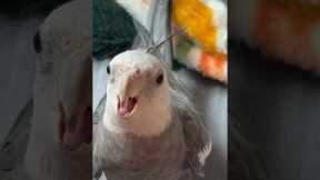 Funny Cockatiel Wants Chicken Strips