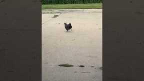 Chubby Rooster Has Funny Waddle