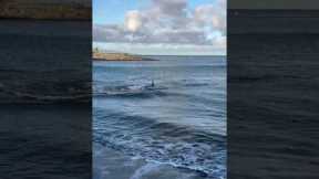 Shark In Las Palmas Creates Beach Frenzy