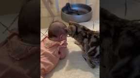 Kitten And Baby Share A Precious Moment