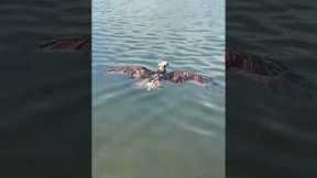 Angler Saves Osprey From Water